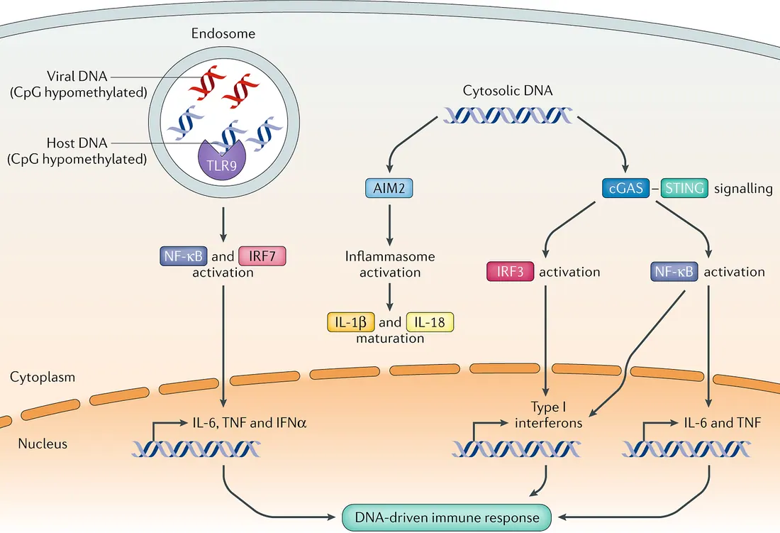 DNA sensing by the cGAS–STING pathway in health and disease | Nature Reviews Genetics