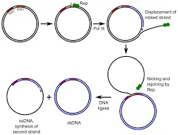 molecular biology - What, if any, is the difference between covalently closed circular DNA and plasmids? - Biology Stack Exchange