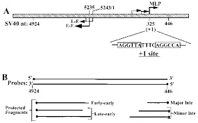 Bidirectional promoter region of SV40. (A) Schematic diagram of the... | Download Scientific Diagram